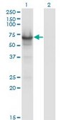 Monoclonal Anti-CDC14A antibody produced in mouse clone 2C12, purified immunoglobulin, buffered aqueous solution