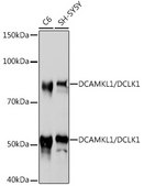 Anti-DCAMKL1/DCLK1 Antibody, clone 8C8T3, Rabbit Monoclonal