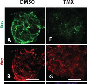 Anti-&#945;-Amylase antibody produced in rabbit fractionated antiserum, lyophilized powder