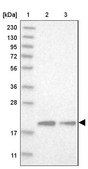 Anti-MRPL12 antibody produced in rabbit Prestige Antibodies® Powered by Atlas Antibodies, affinity isolated antibody, buffered aqueous glycerol solution, Ab2