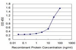 ANTI-TGIF2 antibody produced in mouse clone 6B10, purified immunoglobulin, buffered aqueous solution