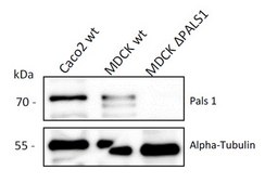 Anti-PALS1 Antibody, clone 3F20 ZooMAb® Rabbit Monoclonal recombinant, expressed in HEK 293 cells
