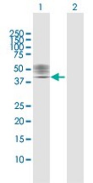 Anti-P2RX1 antibody produced in rabbit purified immunoglobulin, buffered aqueous solution