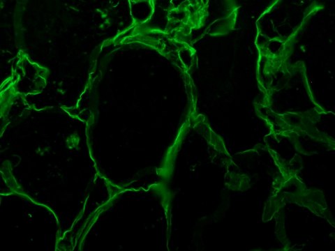 Anti-Vimentin antibody produced in goat whole antiserum