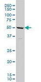 Monoclonal Anti-TBX6 antibody produced in mouse clone 1D11, purified immunoglobulin, buffered aqueous solution