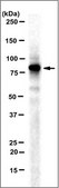 Anti-SAE2 Antibody, clone 7H8.1 clone 7H8.1, from mouse