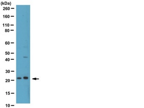 Anti-Phospho-Bad (Ser134) Antibody from rabbit