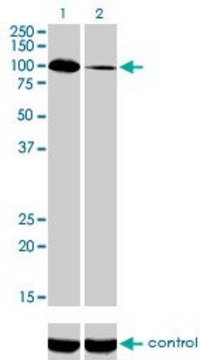 Monoclonal Anti-SYNJ2 antibody produced in mouse clone 2H8, purified immunoglobulin, buffered aqueous solution