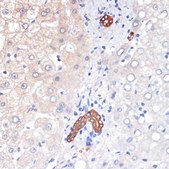 Anti-p53 DINP1 Antibody, clone 9Y6Z7, Rabbit Monoclonal