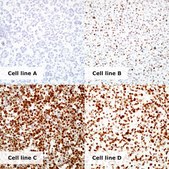 HPV/p16 Analyte ControlDR Cell line controls for immunohistochemistry and in situ hybridization