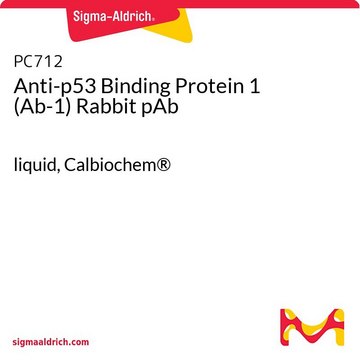 Anti-p53 Binding Protein 1 (Ab-1) Rabbit pAb liquid, Calbiochem&#174;