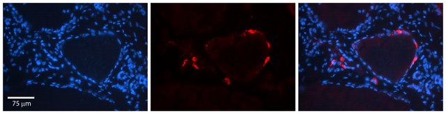 Anti-IL6ST antibody produced in rabbit affinity isolated antibody