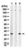 Anti-p-RPS6-Ser235/236 Antibody, clone 1I22 ZooMAb® Rabbit Monoclonal recombinant, expressed in HEK 293 cells