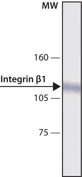 Anti-Integrin &#946;1 antibody, Mouse monoclonal clone W1B10, purified from hybridoma cell culture