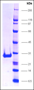 CAR, ligand binding domain (101-348) human recombinant, expressed in E. coli, &#8805;85% (SDS-PAGE)