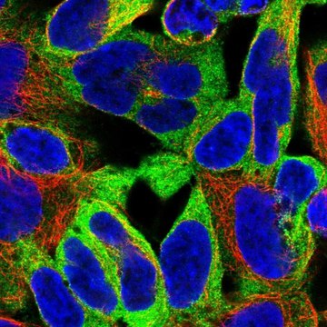 Anti-EPN1 antibody produced in rabbit Prestige Antibodies&#174; Powered by Atlas Antibodies, affinity isolated antibody