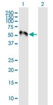 Anti-MEF2C antibody produced in mouse purified immunoglobulin, buffered aqueous solution