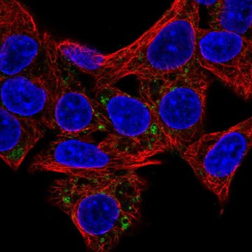 Anti-HSD3B7 antibody produced in rabbit Prestige Antibodies&#174; Powered by Atlas Antibodies, affinity isolated antibody