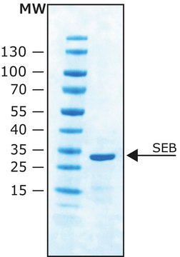 Staphylococcal enterotoxin B from Staphylococcus aureus