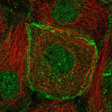 Anti-BMPR2 antibody produced in rabbit Prestige Antibodies&#174; Powered by Atlas Antibodies, affinity isolated antibody