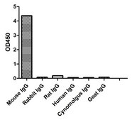 Alpaca Anti-Mouse IgG(H+L) single domain Antibody recombinant Alpaca(VHH) Nano antibody