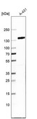 Anti-FAM120A antibody produced in rabbit Prestige Antibodies® Powered by Atlas Antibodies, affinity isolated antibody, buffered aqueous glycerol solution