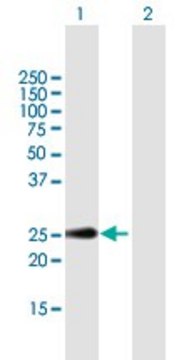 Anti-CLEC2D antibody produced in mouse purified immunoglobulin, buffered aqueous solution