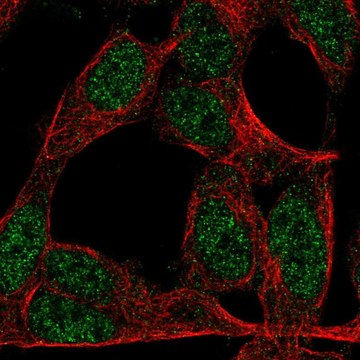 Anti-ZNF423 antibody produced in rabbit Prestige Antibodies&#174; Powered by Atlas Antibodies, affinity isolated antibody