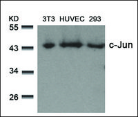 Anti-JUN (Ab-73) antibody produced in rabbit affinity isolated antibody