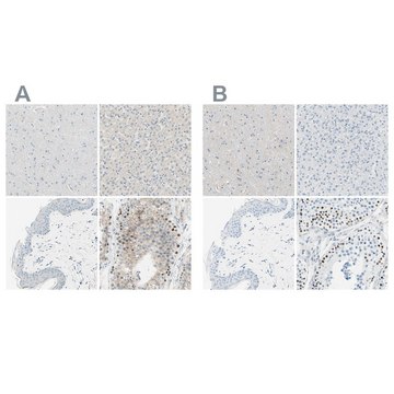 Anti-PASD1 antibody produced in rabbit Prestige Antibodies&#174; Powered by Atlas Antibodies, affinity isolated antibody, buffered aqueous glycerol solution, Ab2