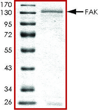 FAK, active, GST tagged human PRECISIO&#174; Kinase, recombinant, expressed in baculovirus infected Sf9 cells, &#8805;70% (SDS-PAGE), buffered aqueous glycerol solution