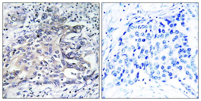 Anti-Cytochrome P450 4X1 antibody produced in rabbit affinity isolated antibody