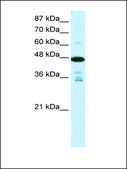 Anti-PRMT2 antibody produced in rabbit IgG fraction of antiserum