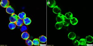 Anti-CD43 Antibody, clone 1O6 ZooMAb® Rabbit Monoclonal recombinant, expressed in HEK 293 cells