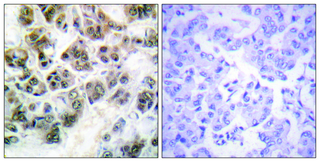 Anti-Histone H3.3 antibody produced in rabbit affinity isolated antibody