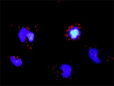 Monoclonal Anti-TRAF3 antibody produced in mouse clone 1C5, purified immunoglobulin, buffered aqueous solution