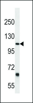 ANTI-PTGFRN (CENTER) antibody produced in rabbit affinity isolated antibody, buffered aqueous solution