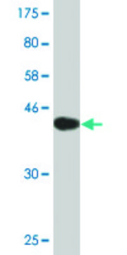 Monoclonal Anti-ARL2BP antibody produced in mouse clone 2G6, purified immunoglobulin, buffered aqueous solution