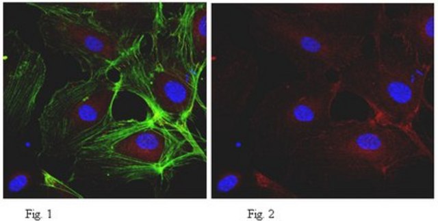 Anti-VE-Cadherin Antibody (CD144), clone BV9 clone BV9, from mouse