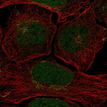 Anti-CLSPN antibody produced in rabbit Prestige Antibodies&#174; Powered by Atlas Antibodies, affinity isolated antibody