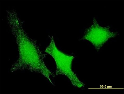 Monoclonal Anti-DUSP3 antibody produced in mouse clone 5B7, purified immunoglobulin, buffered aqueous solution