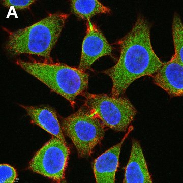 Anti-eIF-2&#945; Antibody, clone 3M6 ZooMAb&#174; Rabbit Monoclonal recombinant, expressed in HEK 293 cells