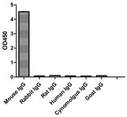 Alpaca Anti-Mouse IgG(Fcγ) HRP single domain Antibody recombinant Alpaca(VHH) Nano antibody