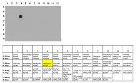 ChIPAb+ Trimethyl-Histone H3 (Lys36) - ChIP Validated Antibody and Primer Set from rabbit
