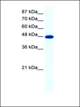 Anti-ACCN5 antibody produced in rabbit IgG fraction of antiserum