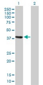 Anti-MAGEA4 antibody produced in mouse purified immunoglobulin, buffered aqueous solution