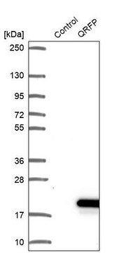 Anti-QRFP antibody produced in rabbit Prestige Antibodies&#174; Powered by Atlas Antibodies, affinity isolated antibody, buffered aqueous glycerol solution