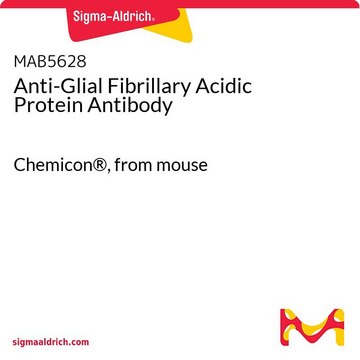 Anti-Glial Fibrillary Acidic Protein Antibody Chemicon&#174;, from mouse