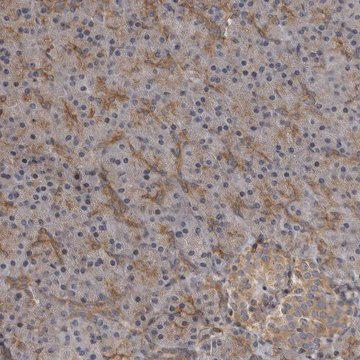 Anti-ZNRF1 antibody produced in rabbit Prestige Antibodies&#174; Powered by Atlas Antibodies, affinity isolated antibody, buffered aqueous glycerol solution