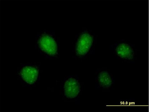 Anti-PARP3 antibody produced in mouse purified immunoglobulin, buffered aqueous solution